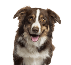 Beautiful pet dog | Howmar Carpet Inc