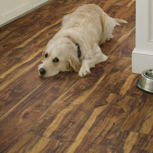 Dog resting on vinyl floor | Howmar Carpet Inc