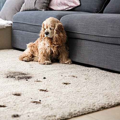 Dirty dog walked onto area rug | Howmar Carpet Inc
