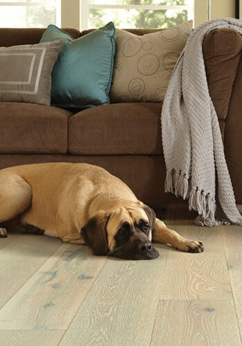 Dog resting on living room floor | Howmar Carpet Inc