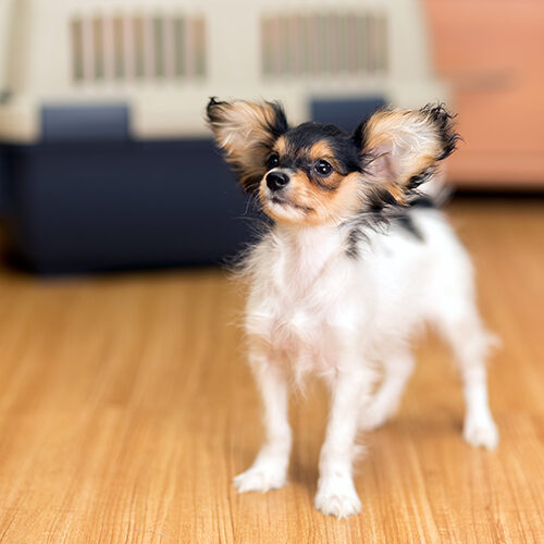 Cute puppy standing on vinyl floor | Howmar Carpet Inc